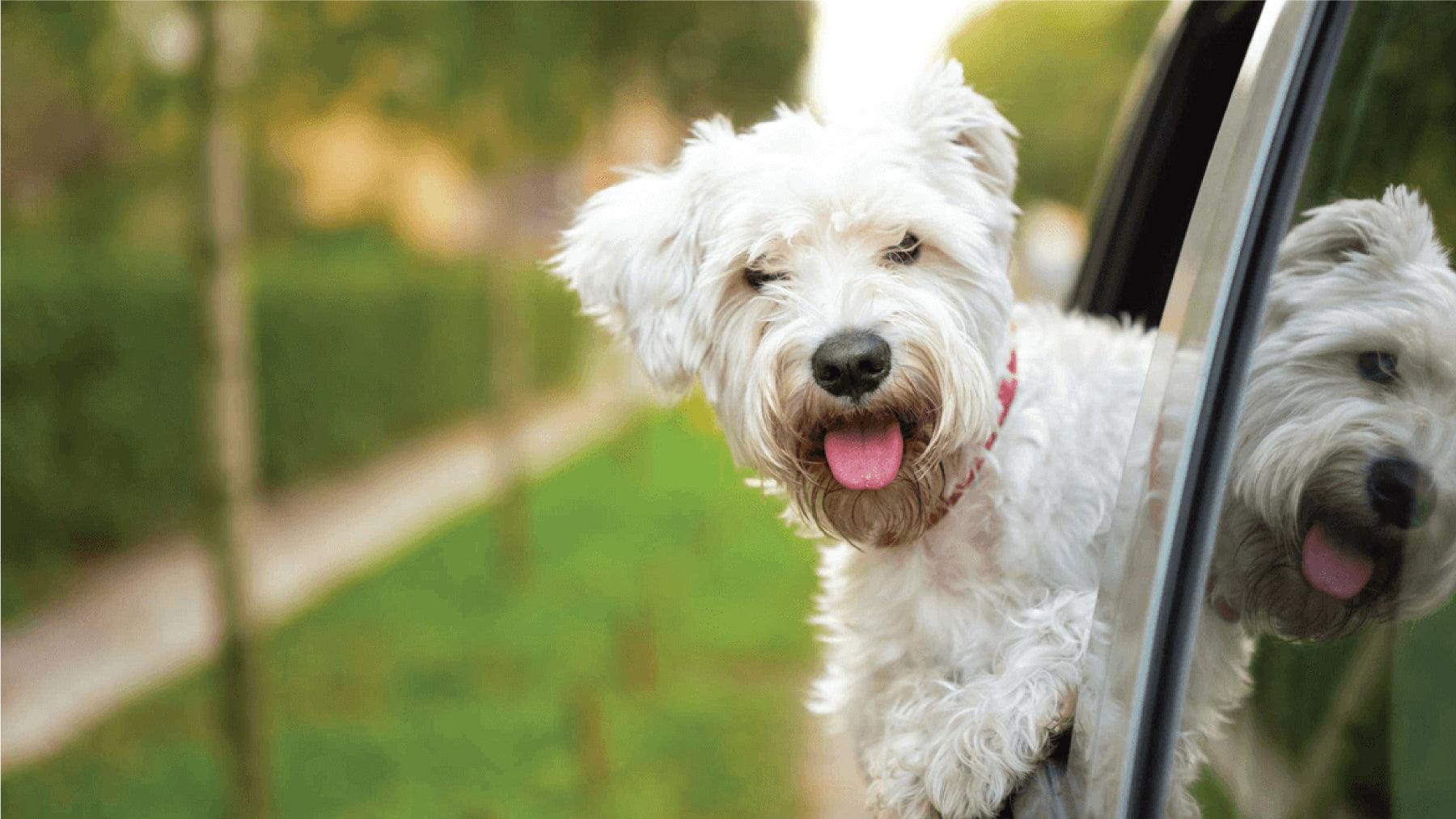 12 Creative Ways to Get Rid of Pet Hair from Your Car Carpet - TRAPO® Car Mat Malaysia